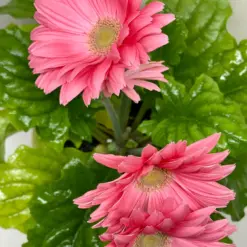 Gerbera Daisy Yellow — additional view
