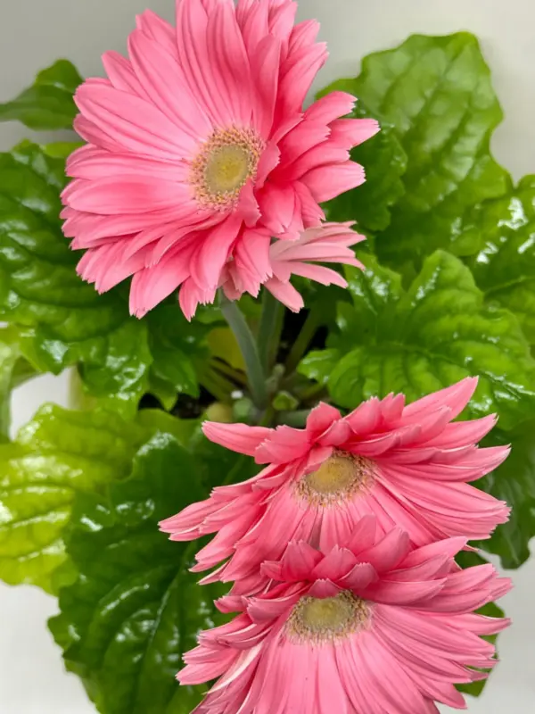 Gerbera Daisy Yellow — additional view