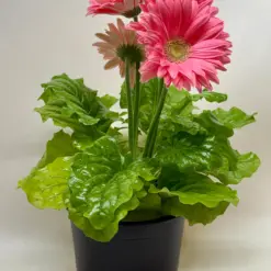 Gerbera Daisy Yellow — additional view