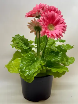 Gerbera Daisy Yellow — additional view