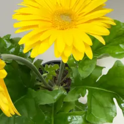 Gerbera Daisy Yellow — additional view