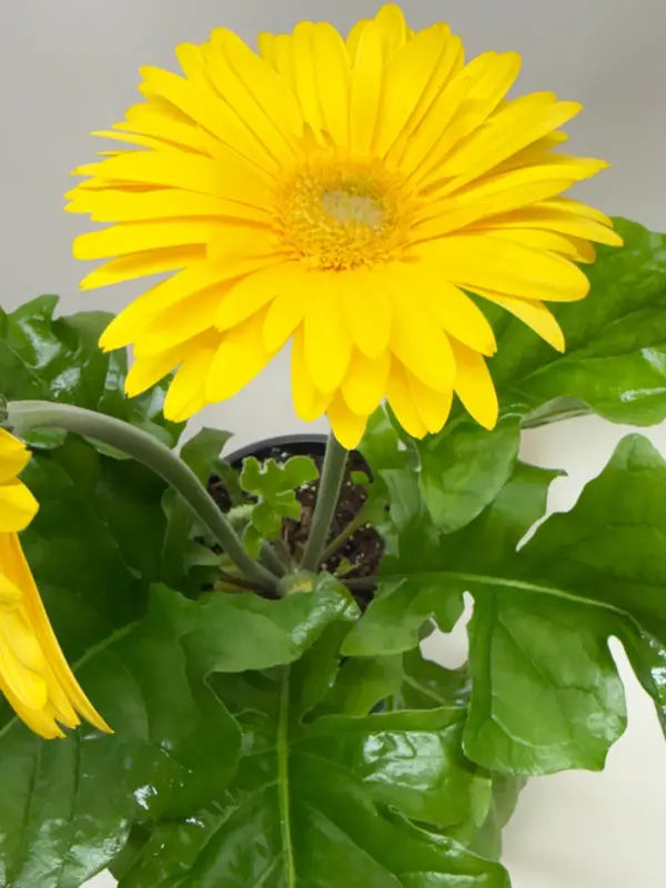 Gerbera Daisy Yellow — additional view