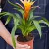 Guzmania Bromeliad 'Orange' houseplant