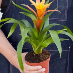 Guzmania Bromeliad 'Orange' houseplant
