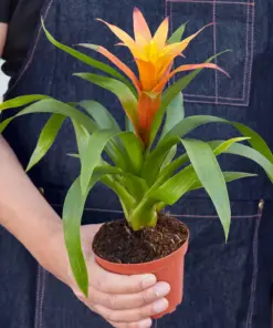 Guzmania Bromeliad 'Orange' houseplant