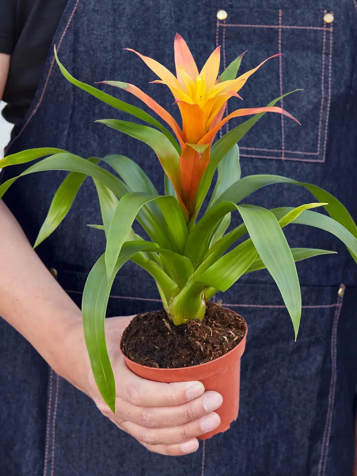 Guzmania Bromeliad 