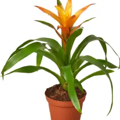 Guzmania Bromeliad 'Orange' — additional view