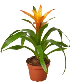 Guzmania Bromeliad 'Orange' — additional view