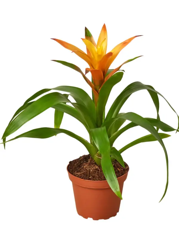 Guzmania Bromeliad 'Orange' — additional view