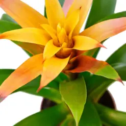 Guzmania Bromeliad 'Orange' — additional view