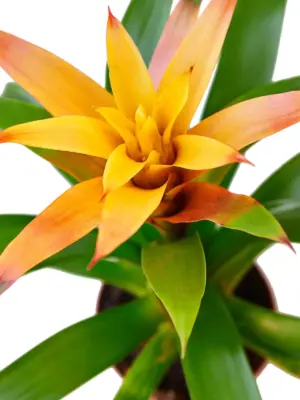 Guzmania Bromeliad 'Orange' — additional view