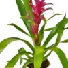 Bromeliad Guzmania 'Purple' houseplant