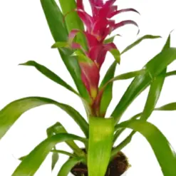 Bromeliad Guzmania 'Purple' houseplant