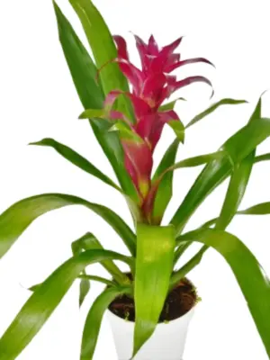 Bromeliad Guzmania 'Purple' houseplant