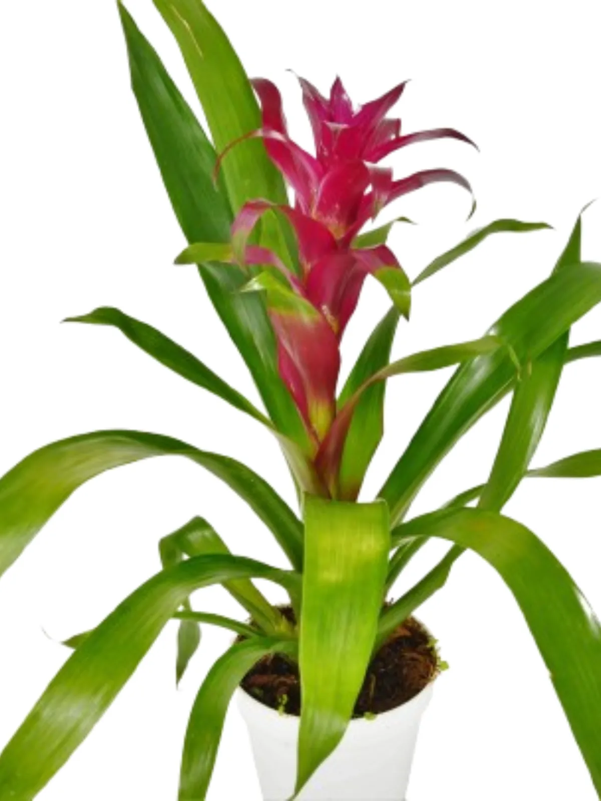 Bromeliad Guzmania 