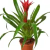 Guzmania Bromeliad 'Red' houseplant
