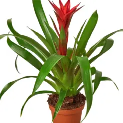 Guzmania Bromeliad 'Red' houseplant