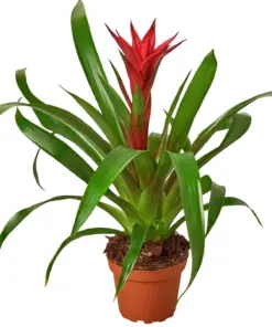 Guzmania Bromeliad 'Red' houseplant