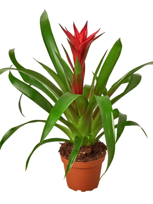 Guzmania Bromeliad 'Red' houseplant