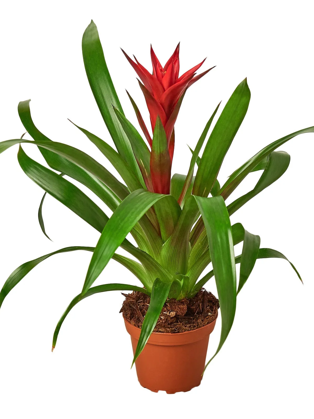 Guzmania Bromeliad 