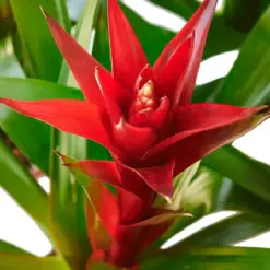 Guzmania Bromeliad 'Red' — additional view