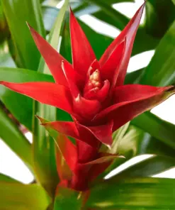 Guzmania Bromeliad 'Red' — additional view