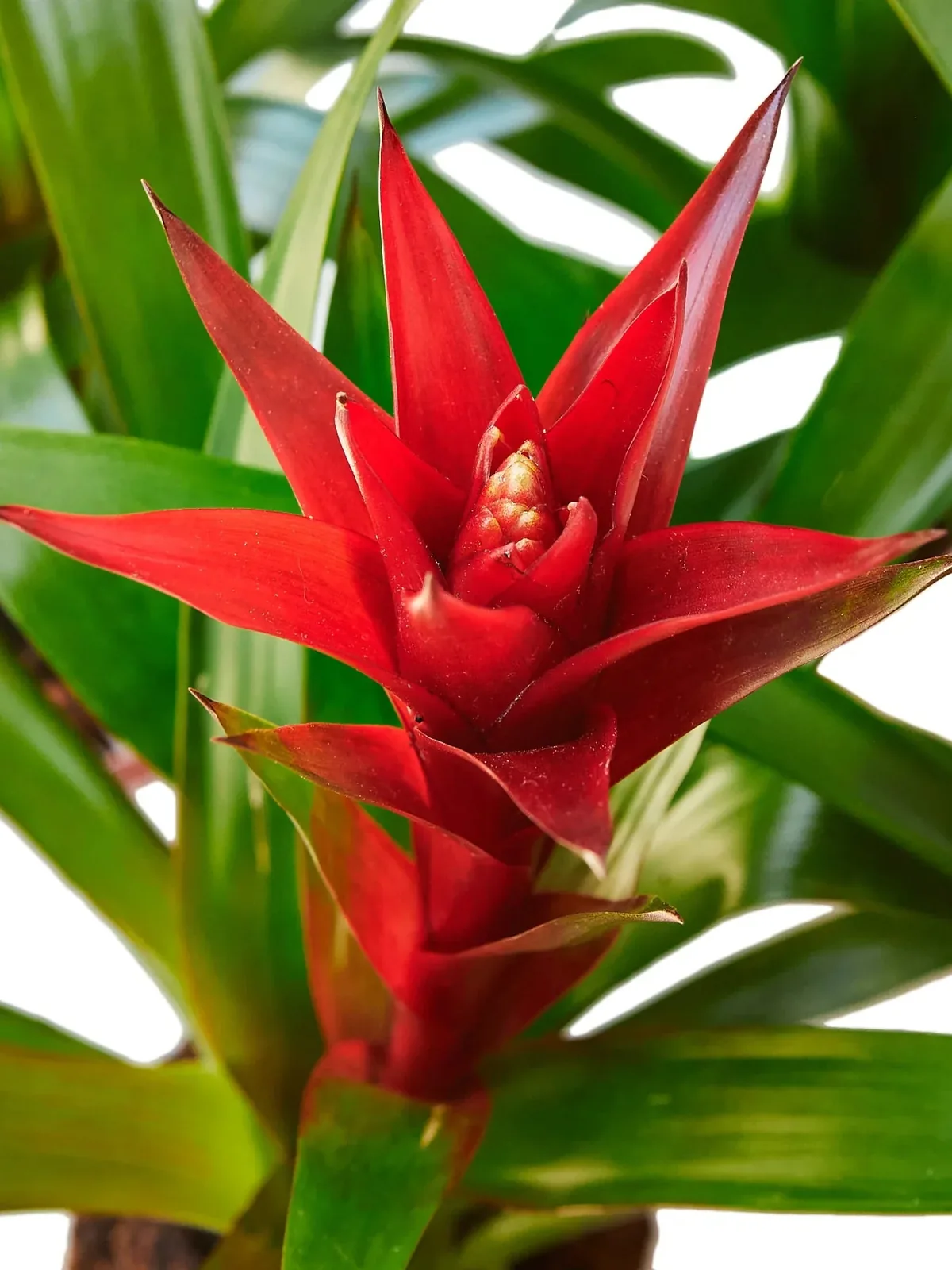 Guzmania Bromeliad 
