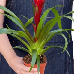 Guzmania Bromeliad 'Red' — additional view