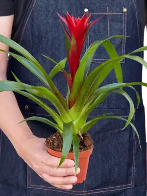 Guzmania Bromeliad 'Red' — additional view