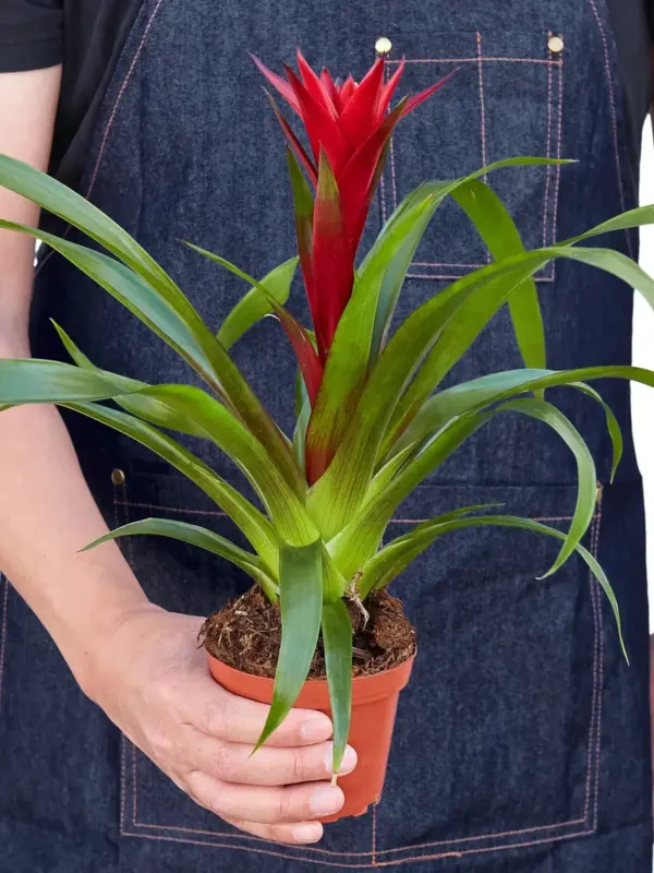 Guzmania Bromeliad 'Red' — additional view