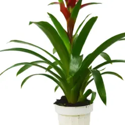 Guzmania Bromeliad 'Red' — additional view