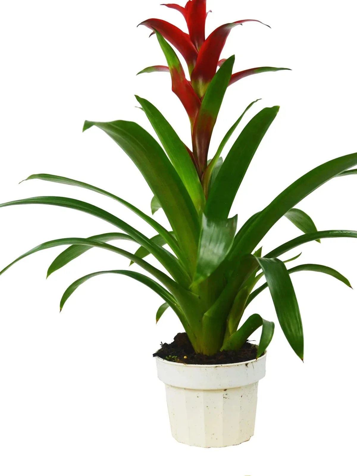 Guzmania Bromeliad 