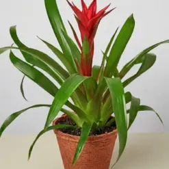 Guzmania Bromeliad 'Red' — additional view