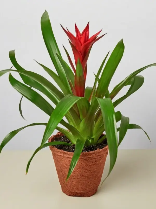 Guzmania Bromeliad 'Red' — additional view