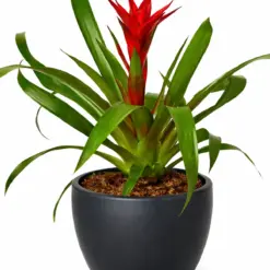 Guzmania Bromeliad 'Red' — additional view