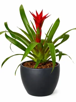 Guzmania Bromeliad 'Red' — additional view