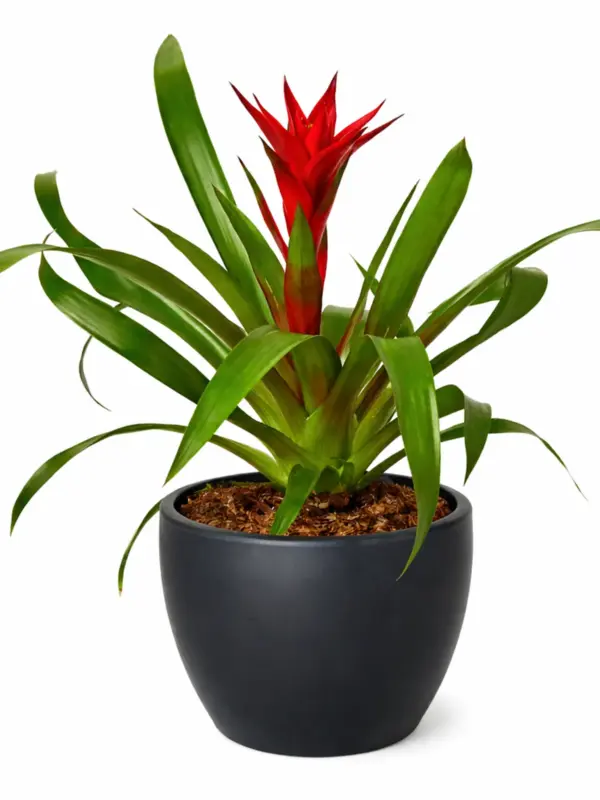 Guzmania Bromeliad 'Red' — additional view