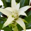 Bromeliad Guzmania 'White' houseplant