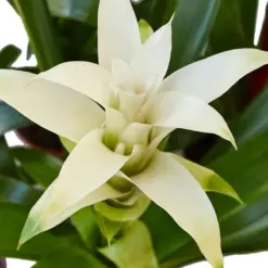 Bromeliad Guzmania 'White' houseplant