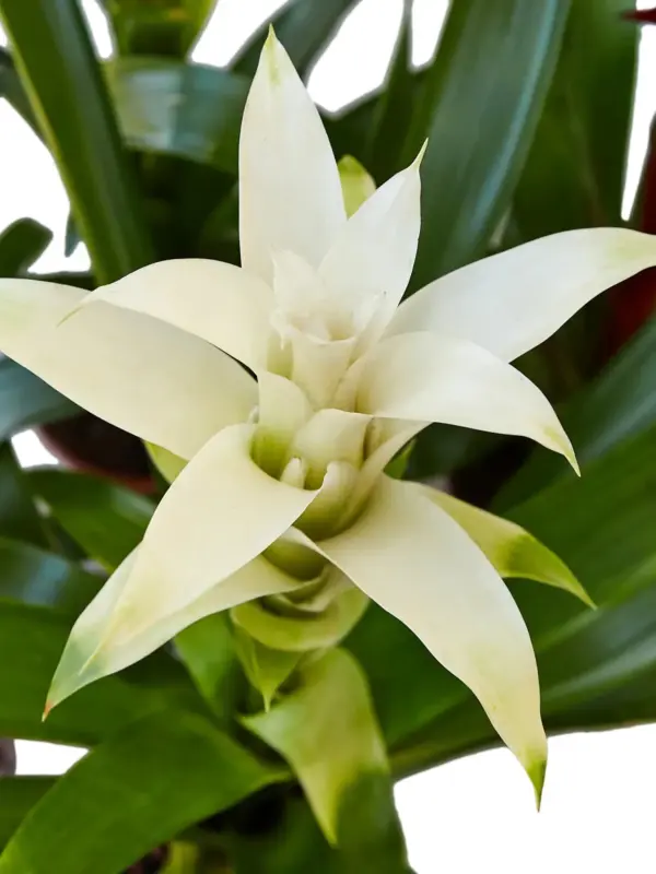 Bromeliad Guzmania 'White' houseplant