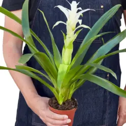 Bromeliad Guzmania 'White' — additional view
