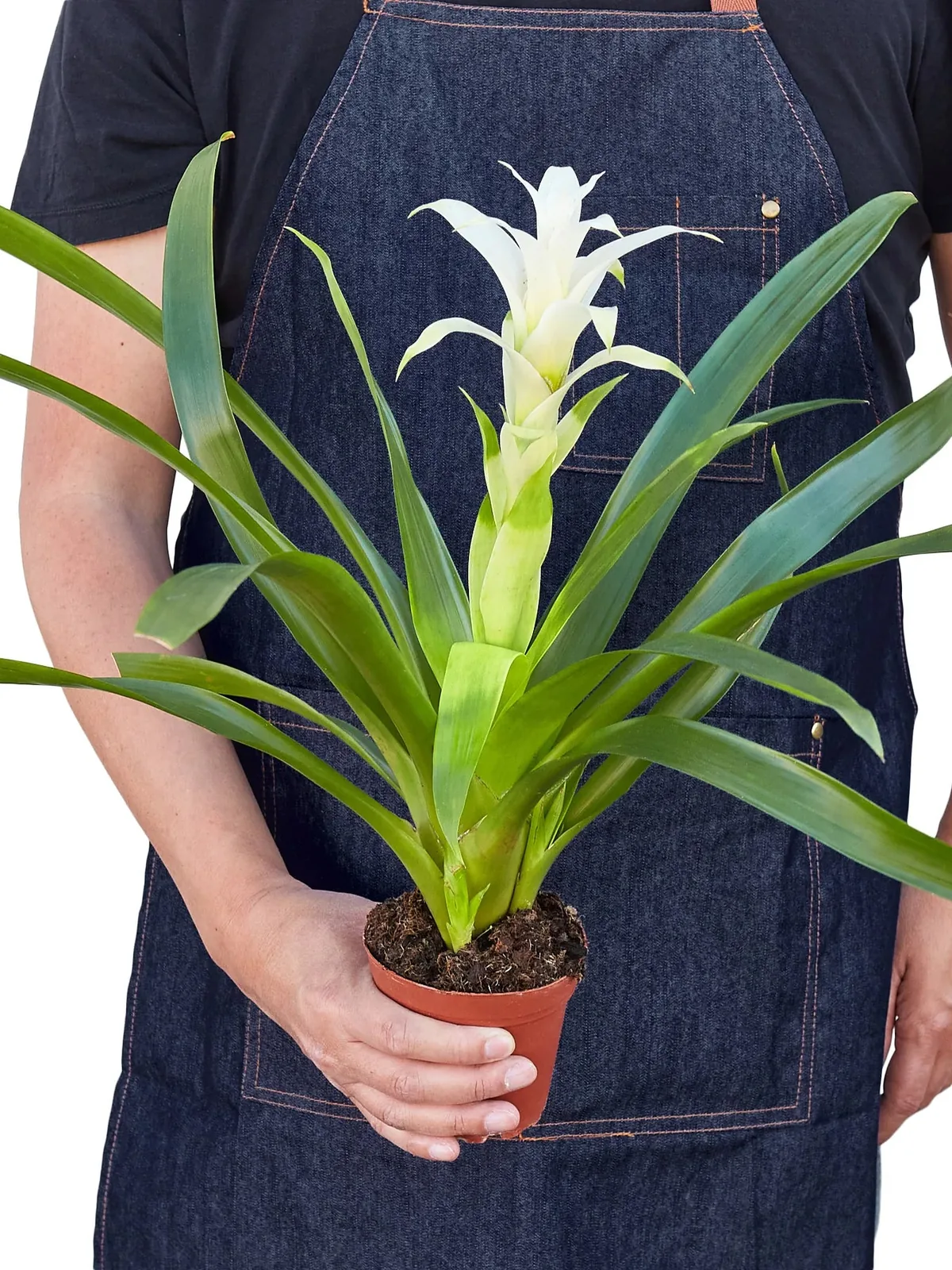 Bromeliad Guzmania 