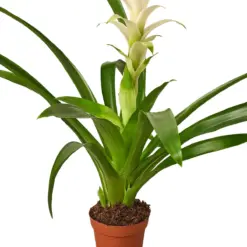 Bromeliad Guzmania 'White' — additional view