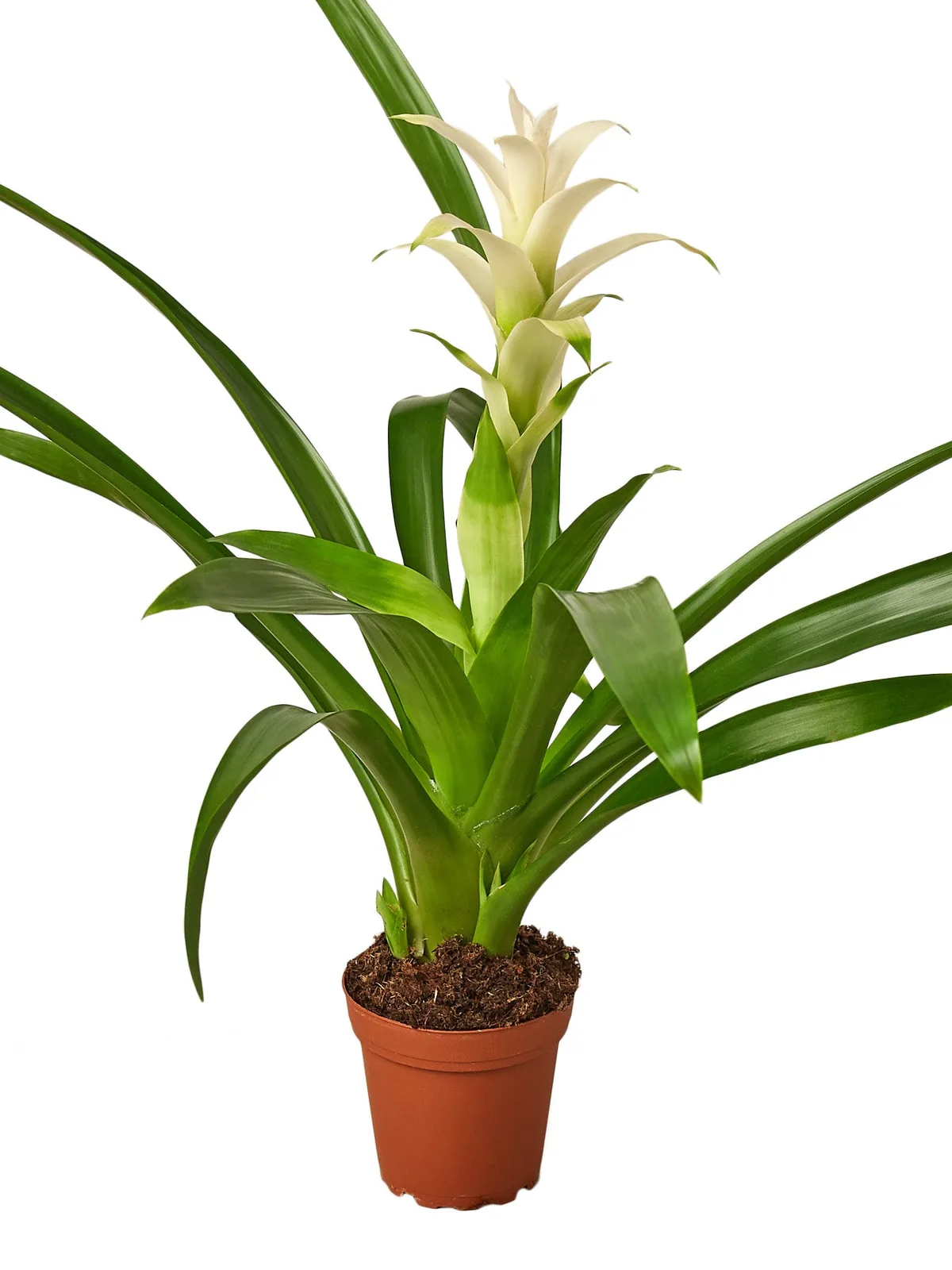 Bromeliad Guzmania 