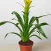 Bromeliad Guzmania 'Yellow' houseplant