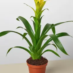 Bromeliad Guzmania 'Yellow' houseplant