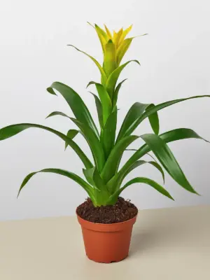 Bromeliad Guzmania 'Yellow' houseplant