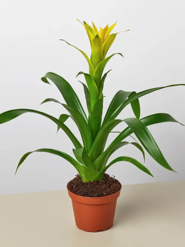 Bromeliad Guzmania 'Yellow' houseplant