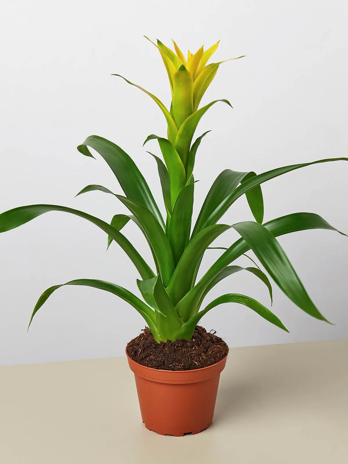 Bromeliad Guzmania 