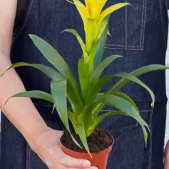 Bromeliad Guzmania 'Yellow' — held in hand for size reference